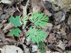 Dicentra canadensis
