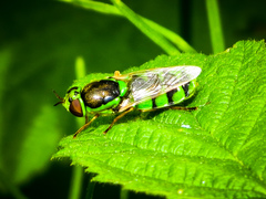 Odontomyia cincta