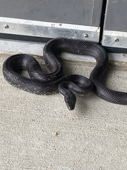 Pantherophis alleghaniensis