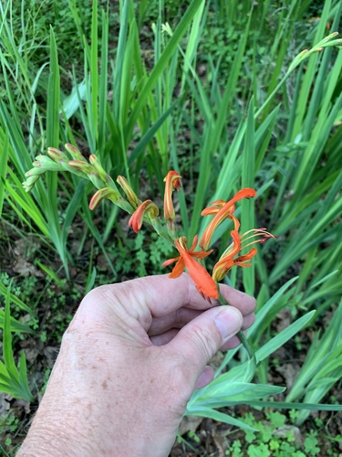 Cobra lily (Chasmanthe aethiopica)