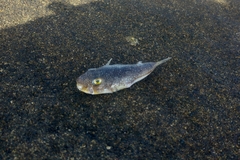 Torquigener flavimaculosus