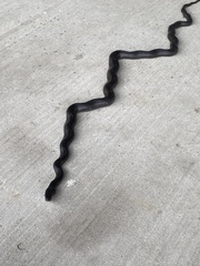 Pantherophis alleghaniensis