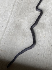 Pantherophis alleghaniensis