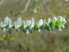 Sericeae