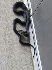 Pantherophis alleghaniensis