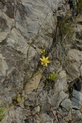 Bulbine mesembryanthemoides