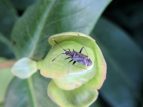 bzdôška brusnicová (Closterotomus biclavatus)