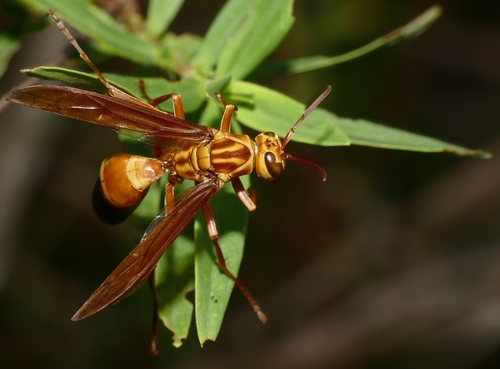 Avispa papelera incrustada