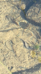 Erpobdellidae