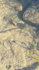 Erpobdellidae