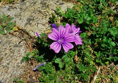 Malva sylvestris