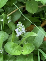 Veronica officinalis
