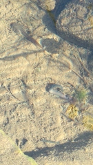 Erpobdellidae