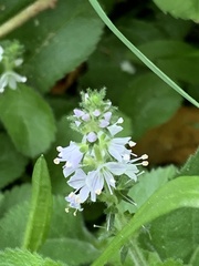 Veronica officinalis