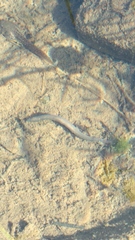 Erpobdellidae