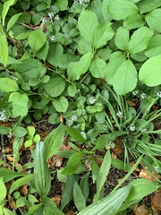 Veronica officinalis