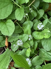 Veronica officinalis