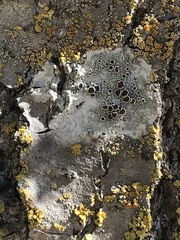Lecanora circumborealis