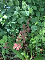 Berberis