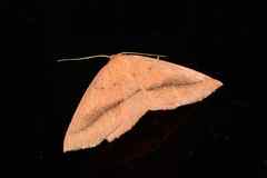 Palaeaspilates inoffensa