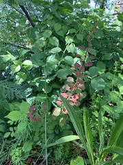 Berberis