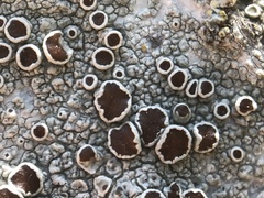 Lecanora circumborealis
