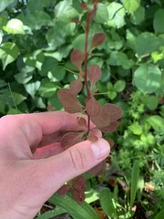 Berberis