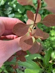 Berberis