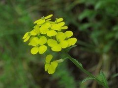 Erysimum carniolicum