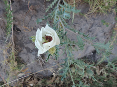 Argemone platyceras