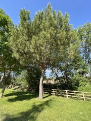 Pinus pinea