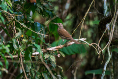 Turdus leucomelas