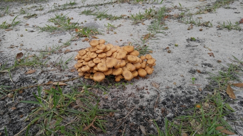 Desarmillaria caespitosa image