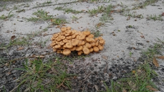 Desarmillaria caespitosa image