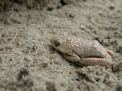 Hyperolius parallelus