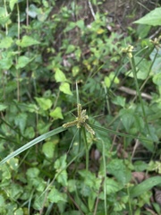 Cyperus aggregatus
