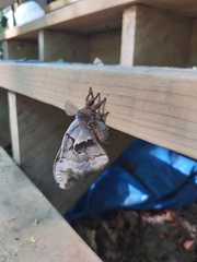 Antheraea polyphemus