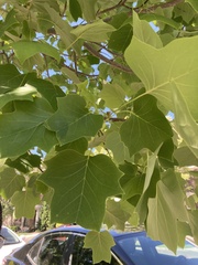 Liriodendron tulipifera