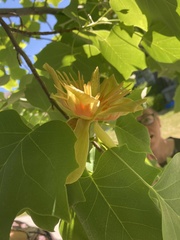 Liriodendron tulipifera