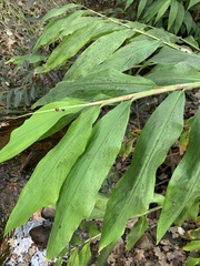 Hedychium flavescens