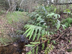 Hedychium flavescens