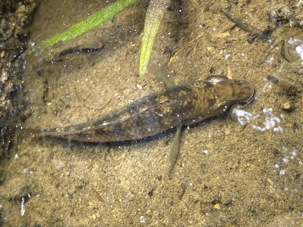 Bandtail dwarf cichlid (Parananochromis caudifasciatus) — Cichlidae