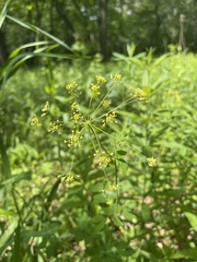 Taenidia integerrima