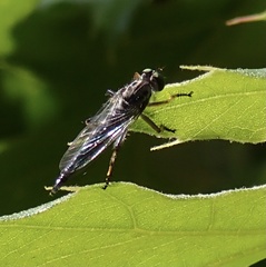 Neoitamus flavofemoratus