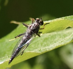 Neoitamus flavofemoratus