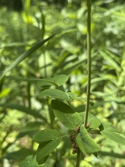 Taenidia integerrima