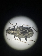 Bembidion inaequale