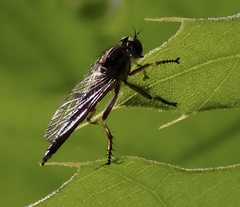 Neoitamus flavofemoratus