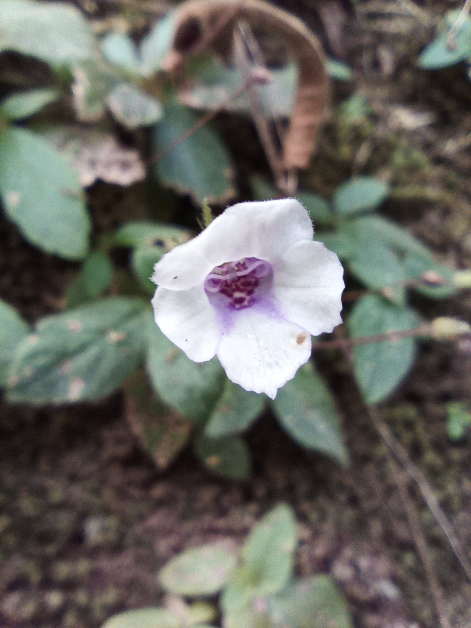 Goyazia villosa