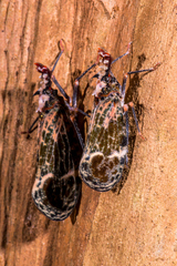 Phrictus diadema